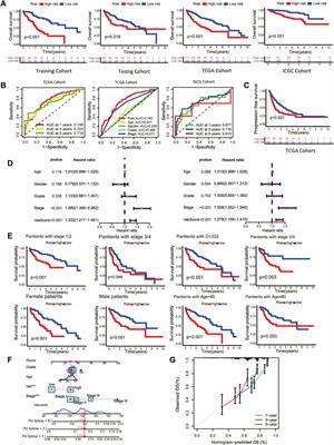 A novel prognostic scoring model based on copper homeostasis and cuproptosis which indicates changes in tumor microenvironment and affects treatment response